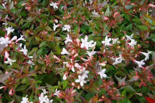 Abelia 'Snowtime'