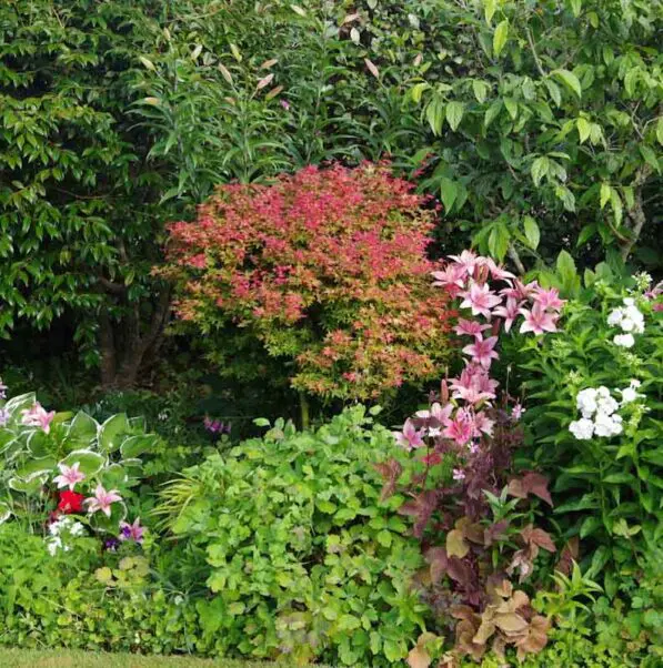 Acer p.'Ben Hime'