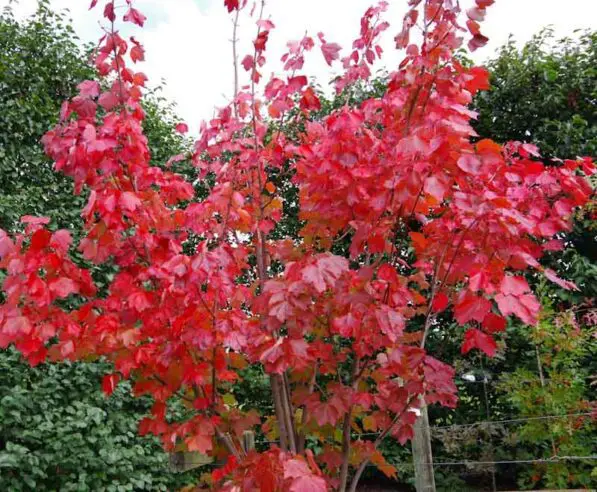 Acer rubrum 'Brandy Wine'