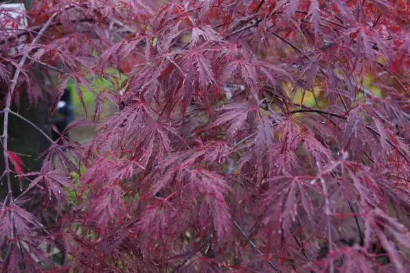 Acer dissectum 'Crimson Queen'