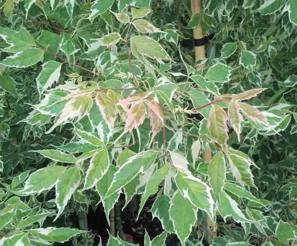 Acer negundo 'Flamingo'