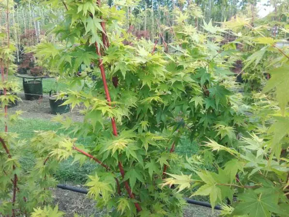 Acer palmatum 'Japanese Sunrise'