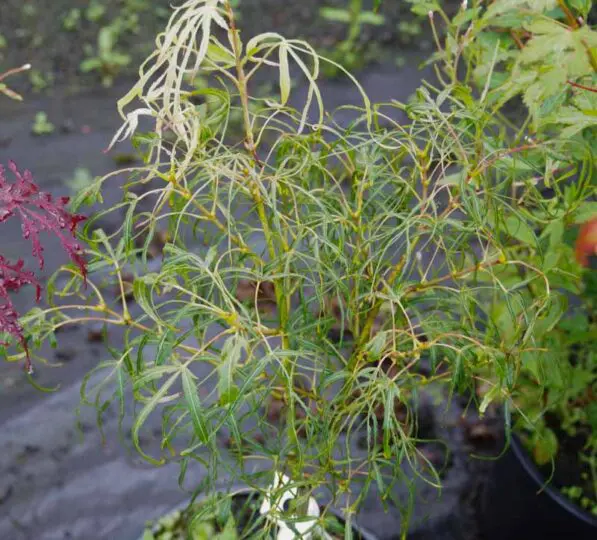 Acer 'Koto-no-Ito'