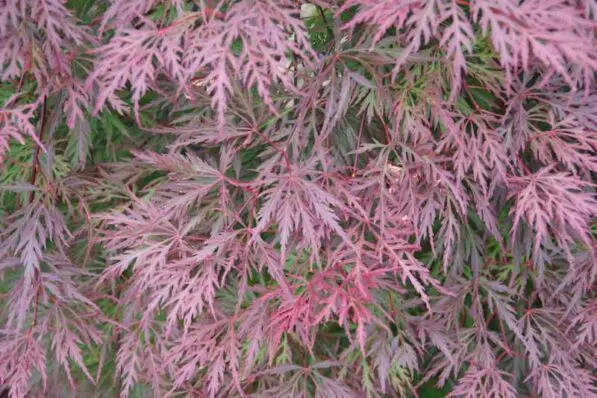 Acer dissectum 'Orangeola'