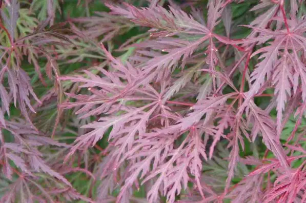 Acer dissectum 'Orangeola' 60cm Std