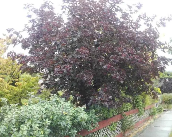 Acer platanoides 'Nigrum'