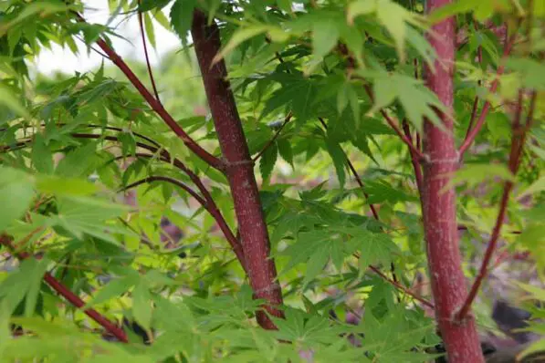 Acer palmatum 'Senkaki'