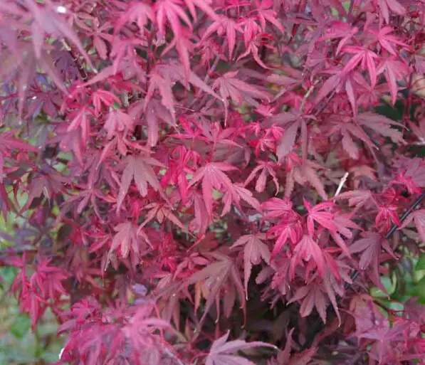Acer palmatum 'Shaina'