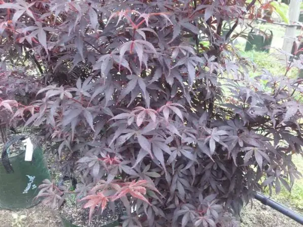 Acer palmatum 'Skeeter's Broom'