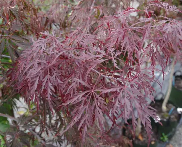 Acer dissectum 'Tamukeyama'