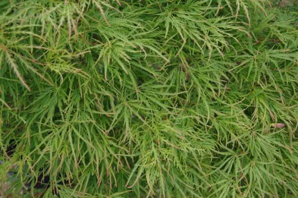 Acer dissectum 'Viridis'