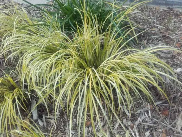 Acorus gramineus 'Variegatus'