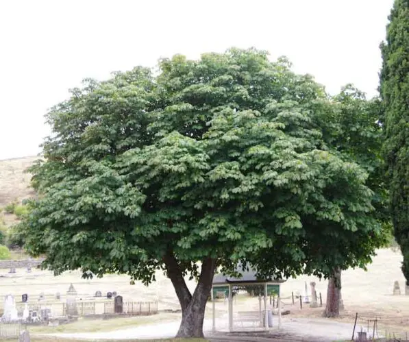 Aesculus carnea 'Briotii'