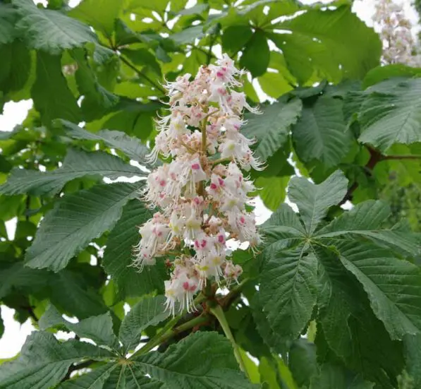 Aesculus hippocastanum
