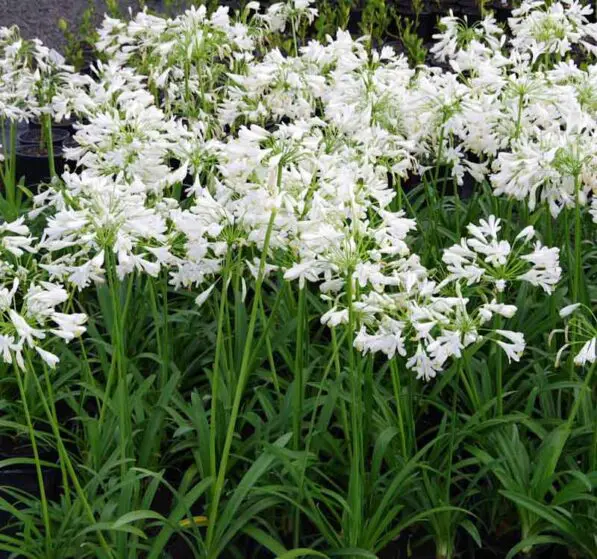 Agapanthus 'Sea Foam'