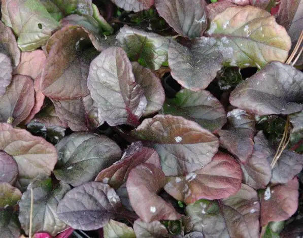 Ajuga 'Burgundy Glow'
