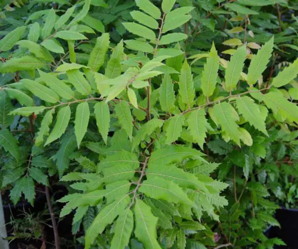 Alectryon excelsus