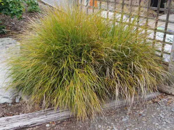 Anemanthele lessoniana