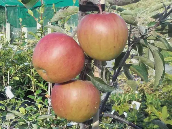Apple 'Braeburn'