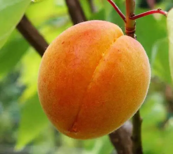 Apricot 'Garden Annie'