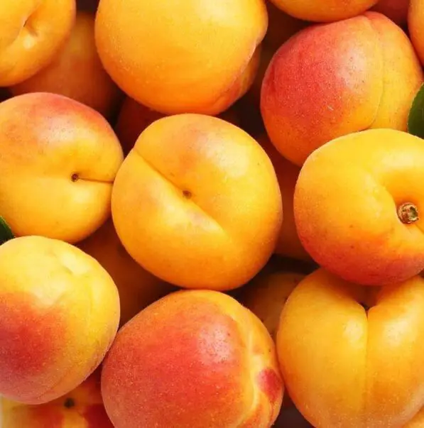 Apricot 'Moorpark'