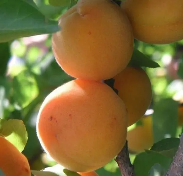Apricot 'Sundrop'