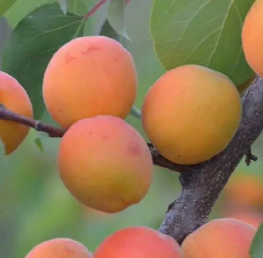 Apricot 'Trevatt'