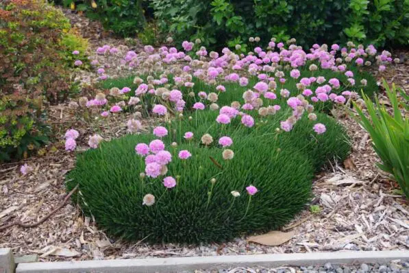 Armeria maritima 'Pink Petite'