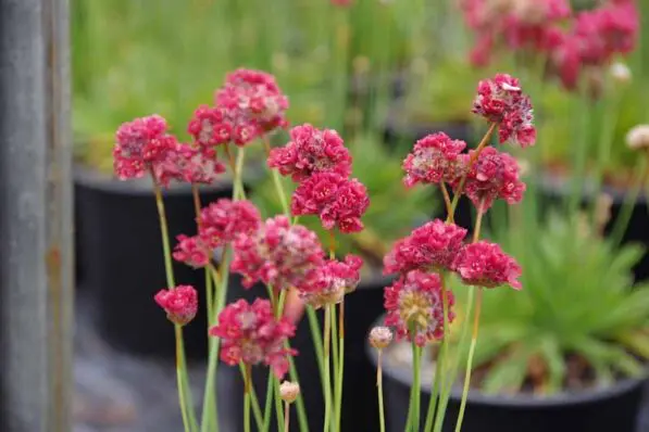 Armeria 'Red'