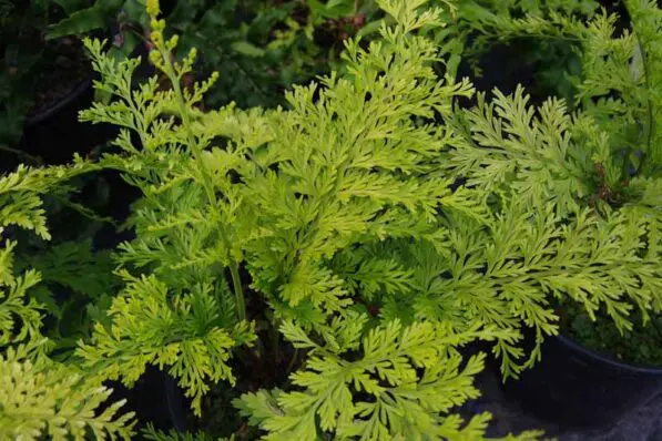 Asplenium bulbiferum