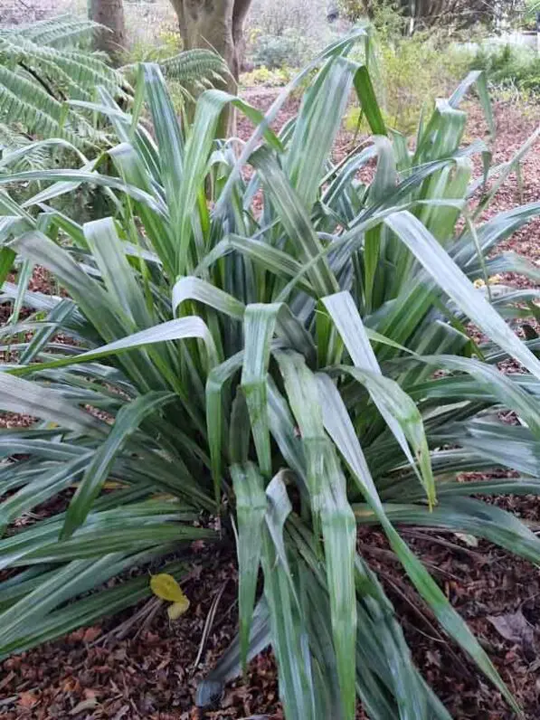 Astelia 'Silver Spear'