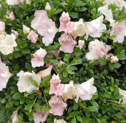 Azalea 'Gumpo Pink'