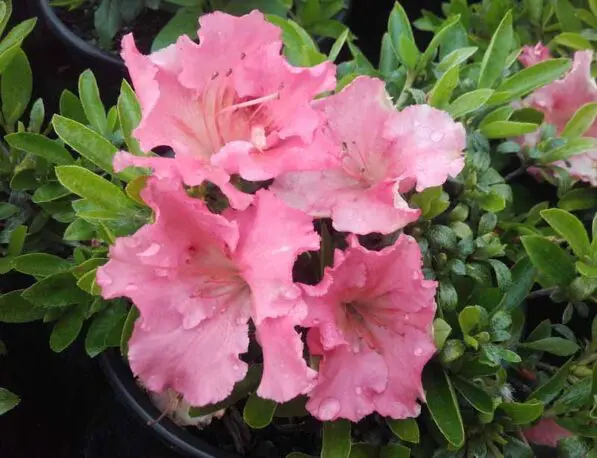 Azalea 'Gumpo Salmon'