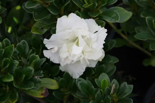 Azalea 'Pax'