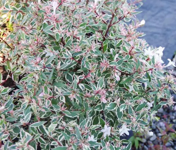 Abelia 'Snow Showers'