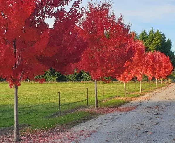Acer rubrum 'October Glory'