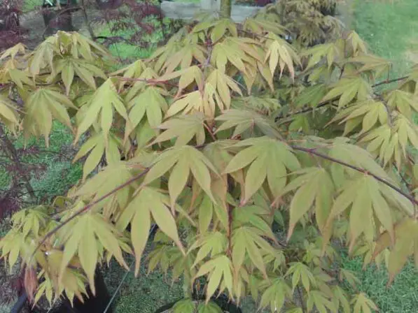 Acer palmatum 'Osakazuki'