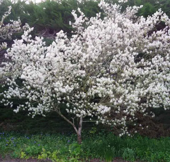 Amelanchier canadensis