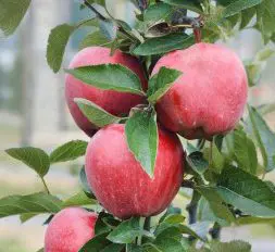 Apple 'Ballerina Flamenco'