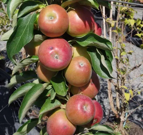 Apple 'Ballerina Polka'