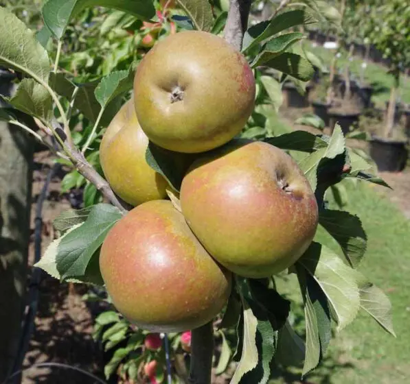Apple 'Egremont Russet'
