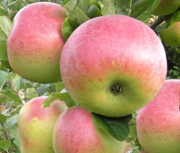 Apple 'Peasgood Nonsuch' MM106