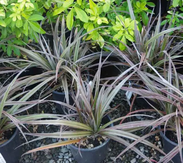 Astelia 'Red Devil'