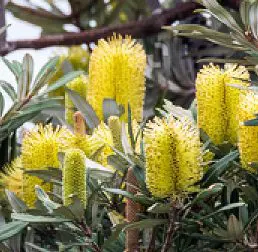 Banksia integrifolia.
