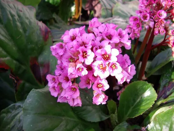 Bergenia cordifolia