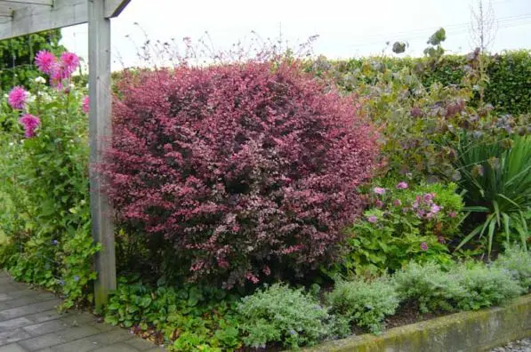 Berberis 'Rose Glow'