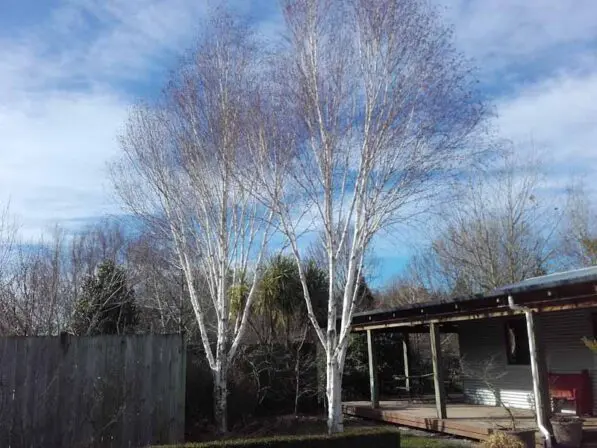 Betula utilis 'Dazzler'