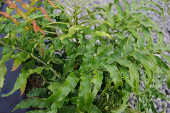 Blechnum novae-zelandiae