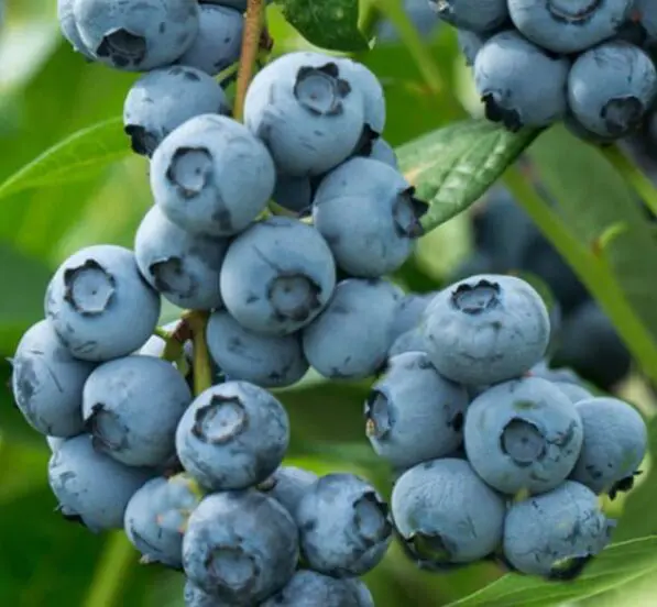 Blueberry 'Blue Crop'