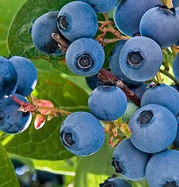 Blueberry 'Powder Blue'